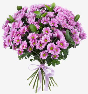 Rosa Сhrysanthemen 12 Stk. Image