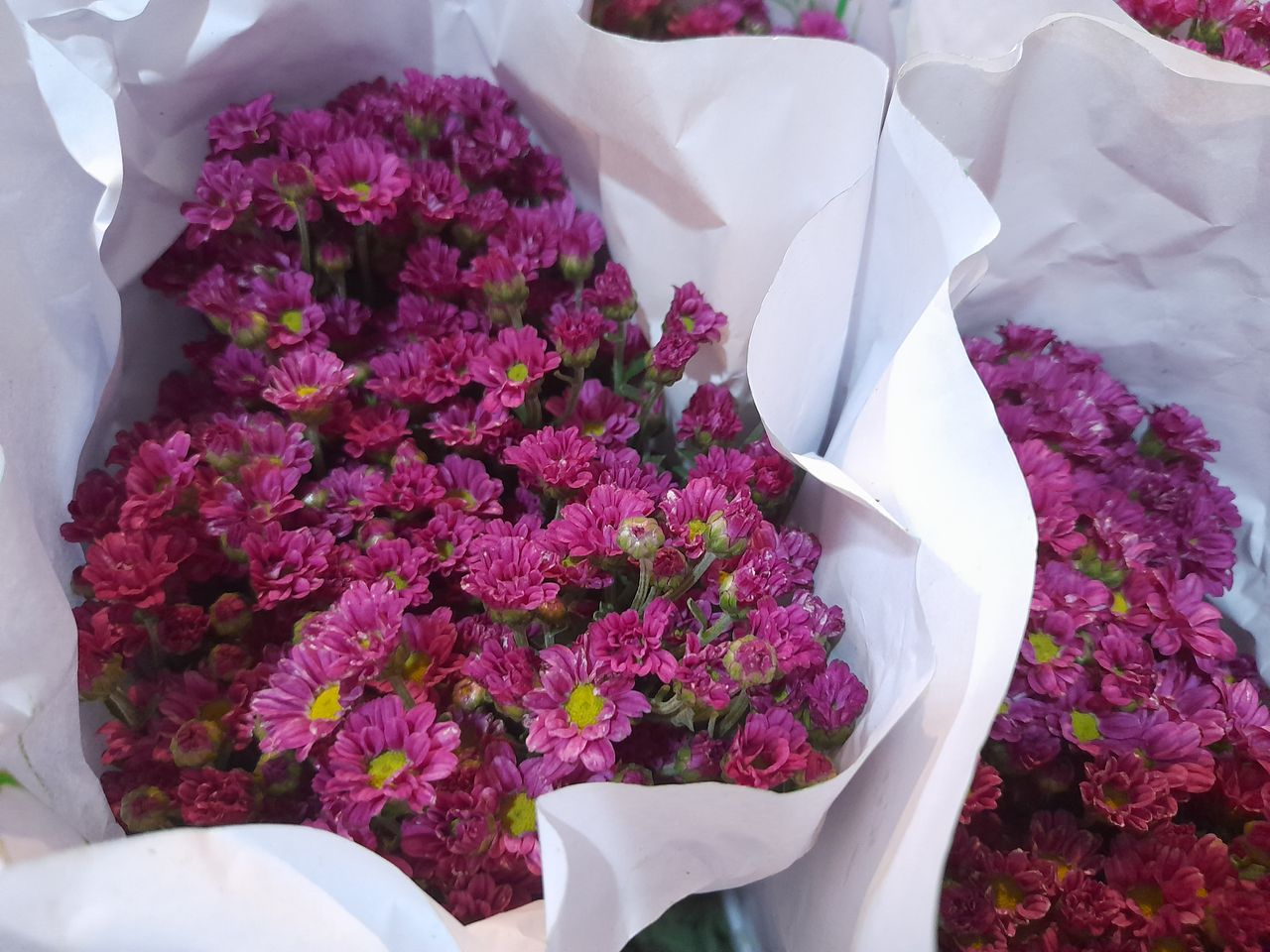 A beautiful bouquet of purple chrysanthemums wrapped in paper, captured in Jawa Timur, Indonesia.